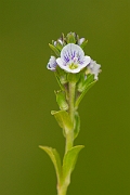 David Plant Photography - Wildlife Photography - Thyme-leaved speedwell - C