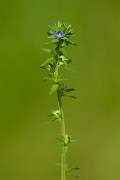 David Plant Photography - Wildlife Photography - Wall speedwell - C