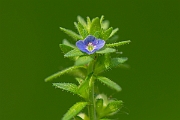 David Plant Photography - Wildlife Photography - Wall speedwell - D