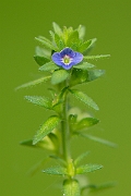 David Plant Photography - Wildlife Photography - Wall speedwell - E