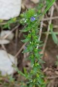 David Plant Photography - Wildlife Photography - Wall speedwell - G