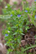 David Plant Photography - Wildlife Photography - Wall speedwell - I
