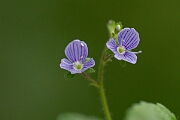 David Plant Photography - Wildlife Photography - Wood speedwell - B