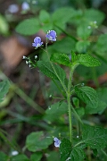 David Plant Photography - Wildlife Photography - Wood speedwell - C