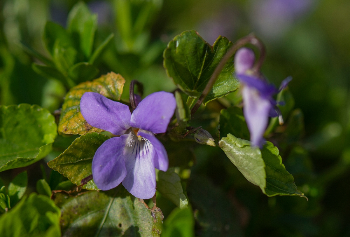 David Plant Photography - Wildlife Photography - Common dog violet - A.JPG - Common dog-violet - Cotswolds