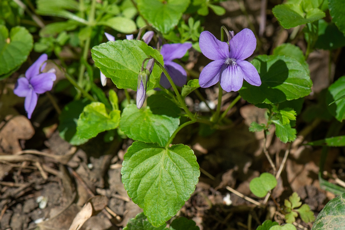 David Plant Photography - Wildlife Photography - Common dog violet - C.JPG - Common dog-violet - Cambridgeshire