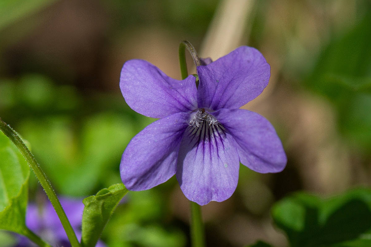 David Plant Photography - Wildlife Photography - Common dog violet - D.JPG - Common dog-violet - Cambridgeshire