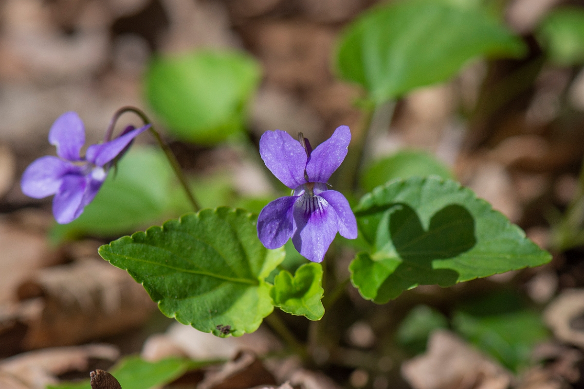 David Plant Photography - Wildlife Photography - Early dog violet - C.JPG - Early dog-violet - Cambridgeshire