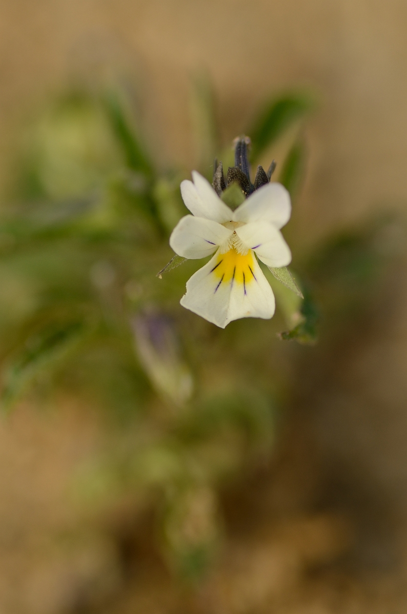 David Plant Photography - Wildlife Photography - Field pansy - B.jpg - Field pansy flower - Cambridgeshire