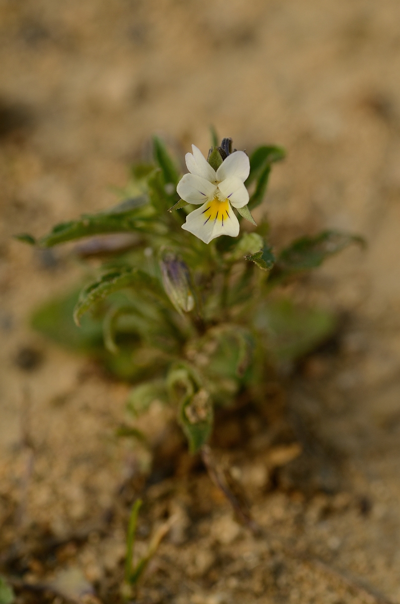 David Plant Photography - Wildlife Photography - Field pansy - C.jpg - Field pansy plant - Cambridgeshire