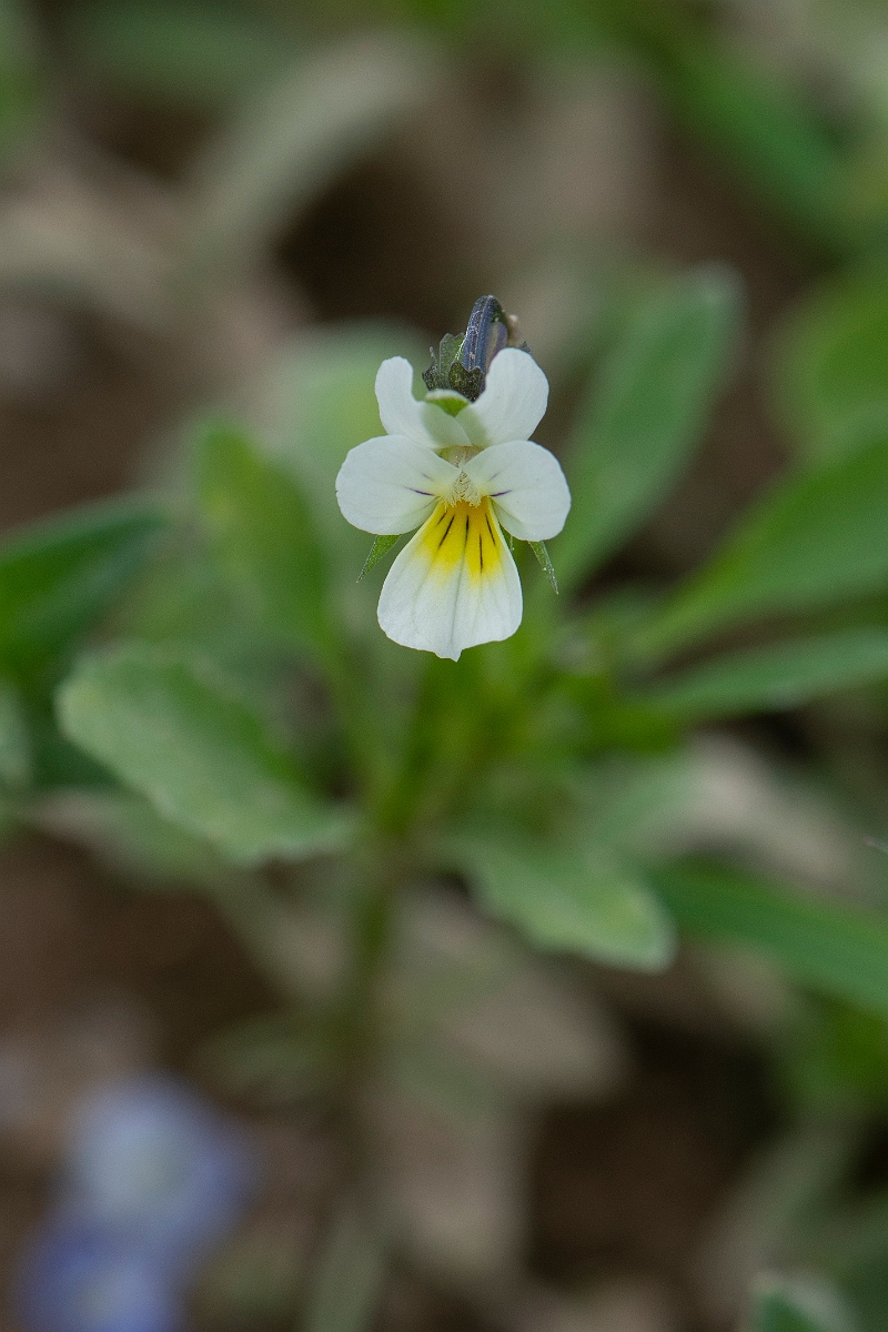 David Plant Photography - Wildlife Photography - Field pansy - D.JPG - Field pansy - Suffolk