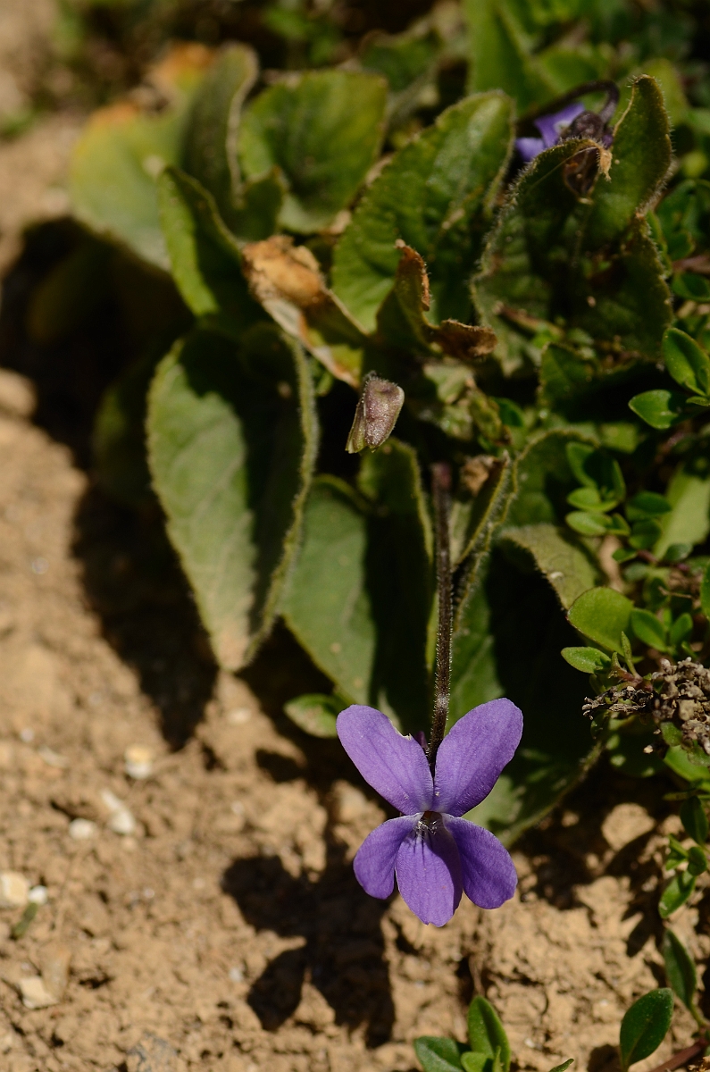 David Plant Photography - Wildlife Photography - Hairy violet - C.jpg - Hairy violet - Bedforshire