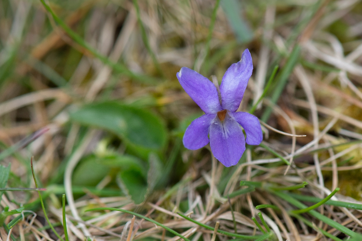 David Plant Photography - Wildlife Photography - Hairy violet - F.JPG - Hairy violet - Cambridgeshire