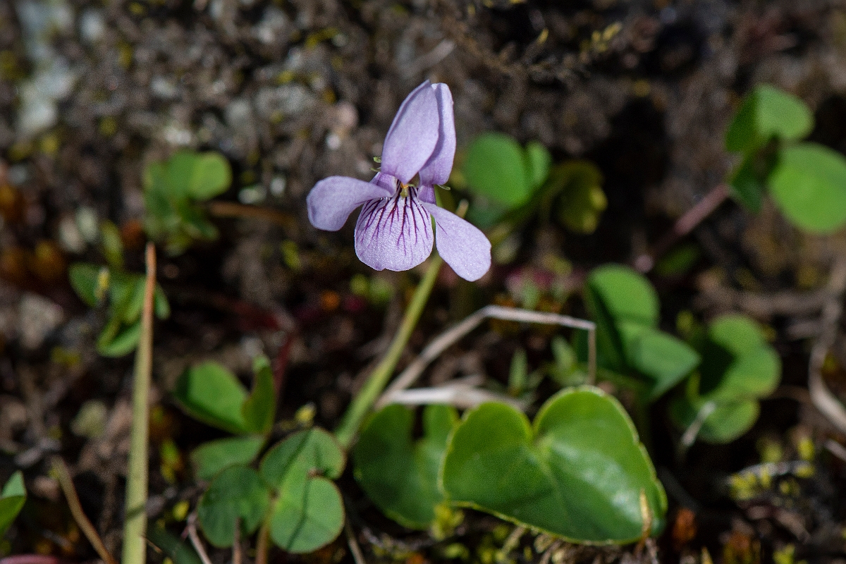 David Plant Photography - Wildlife Photography - Marsh violet - C.JPG - Marsh violet - Perthshire