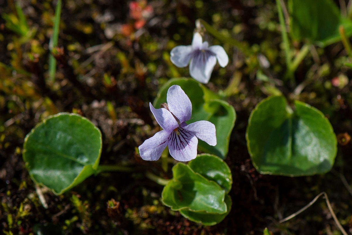 David Plant Photography - Wildlife Photography - Marsh violet - D.JPG - Marsh violet - Perthshire