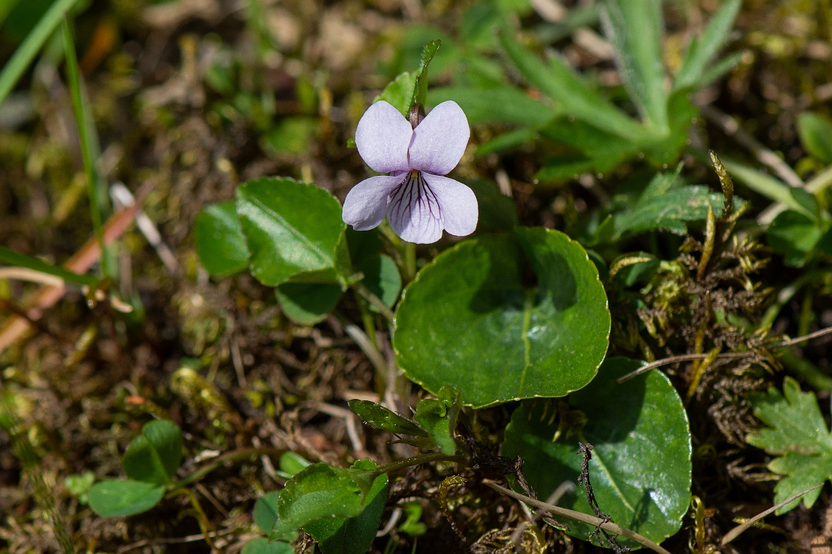 David Plant Photography - Wildlife Photography - Marsh violet - E.JPG - Marsh violet - Perthshire