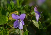 David Plant Photography - Wildlife Photography - Common dog violet - A