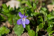 David Plant Photography - Wildlife Photography - Common dog violet - B.