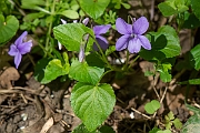 David Plant Photography - Wildlife Photography - Common dog violet - C