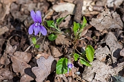 David Plant Photography - Wildlife Photography - Common dog violet - E