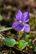 David Plant Photography - Wildlife Photography - Common dog violet - F