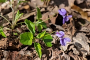David Plant Photography - Wildlife Photography - Early dog violet - A