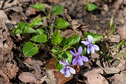 David Plant Photography - Wildlife Photography - Early dog violet - B