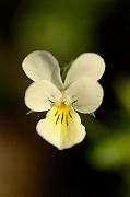 David Plant Photography - Wildlife Photography - Field pansy - A
