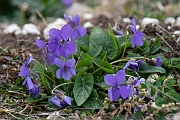 David Plant Photography - Wildlife Photography - Hairy violet - D