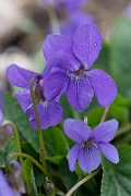 David Plant Photography - Wildlife Photography - Hairy violet - E