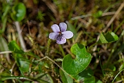 David Plant Photography - Wildlife Photography - Marsh violet - A