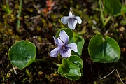 David Plant Photography - Wildlife Photography - Marsh violet - D