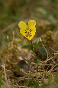 David Plant Photography - Wildlife Photography - Mountain pansy - A