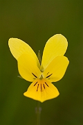 David Plant Photography - Wildlife Photography - Mountain pansy - C