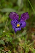David Plant Photography - Wildlife Photography - Mountain pansy - D
