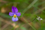 David Plant Photography - Wildlife Photography - Wild pansy - A