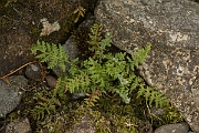 David Plant Photography - Wildlife Photography - Oblong woodsia - A