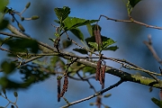 BETULACEAE - Birches and alders