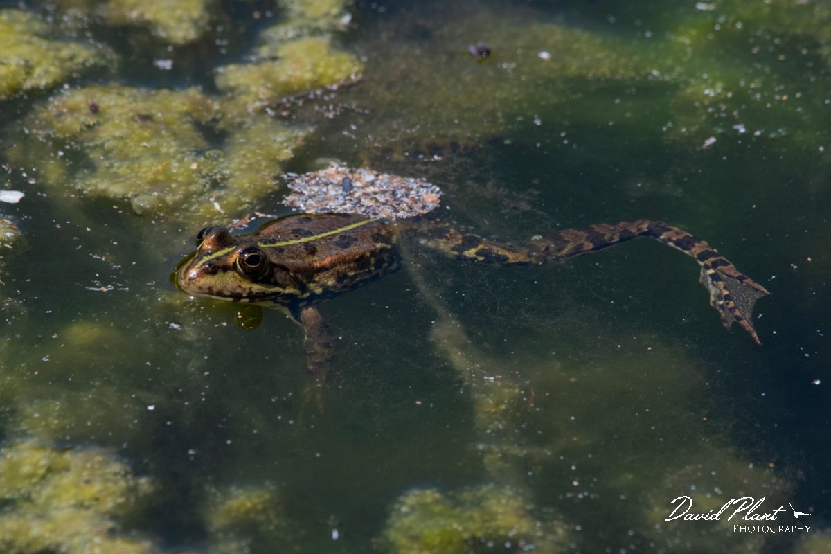 DPPhotography - Wildlife Photography - Bulgaria - Marsh frog - C.jpg - Marsh frog - Durankulak Lake, Bulgaria