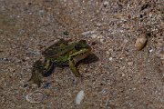 DPPhotography - Wildlife Photography - Bulgaria - Marsh frog - D