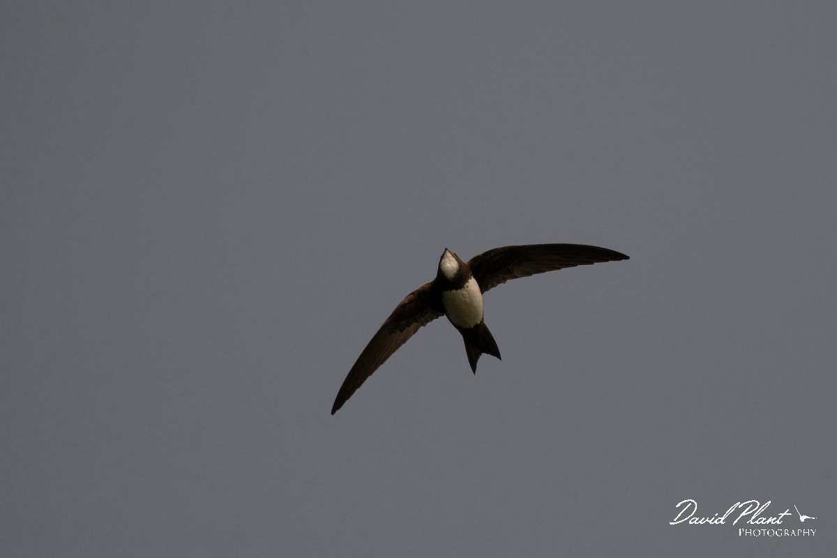 DPPhotography - Wildlife Photography - Bulgaria - Alpine swift - A.jpg - Alpine swift - Cape Kaliakra, Bulgaria