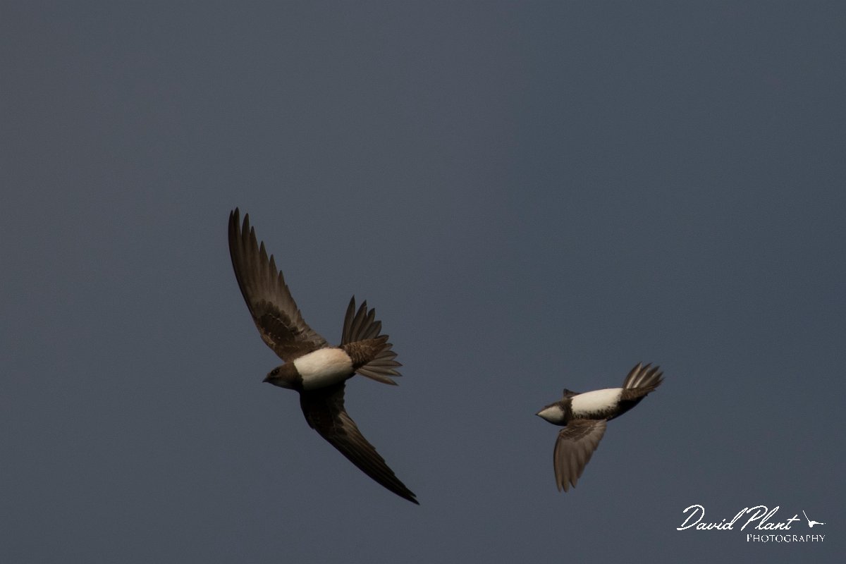 DPPhotography - Wildlife Photography - Bulgaria - Alpine swift - B.jpg - Alpine swift - Cape Kaliakra, Bulgaria
