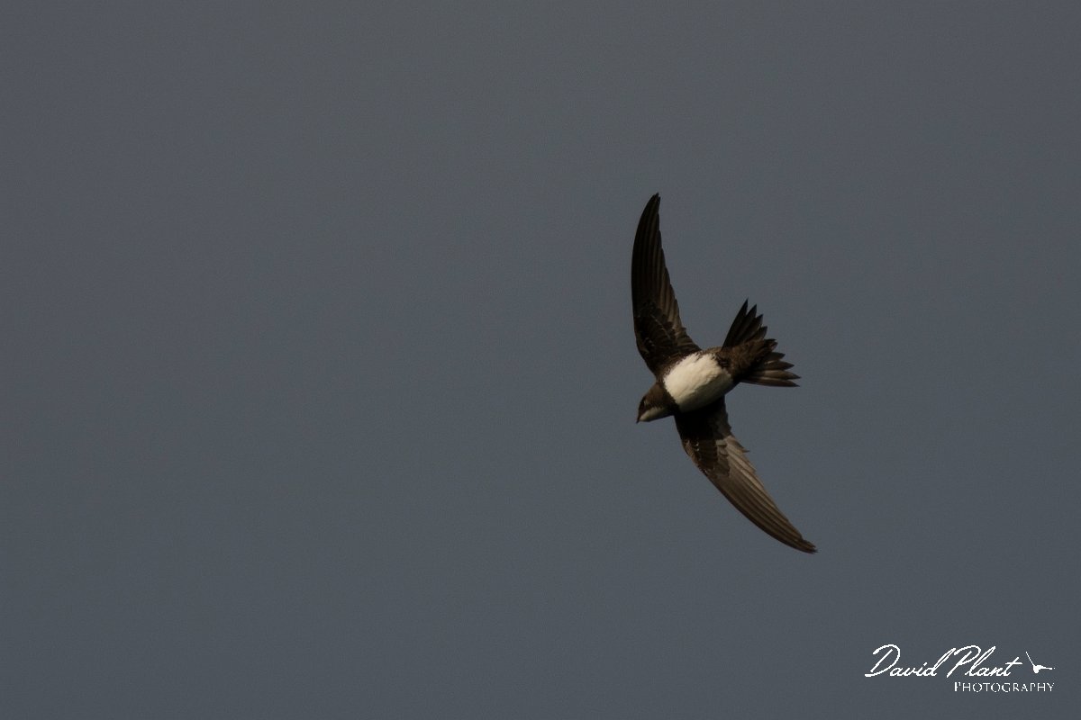 DPPhotography - Wildlife Photography - Bulgaria - Alpine swift - C.jpg - Alpine swift - Cape Kaliakra, Bulgaria