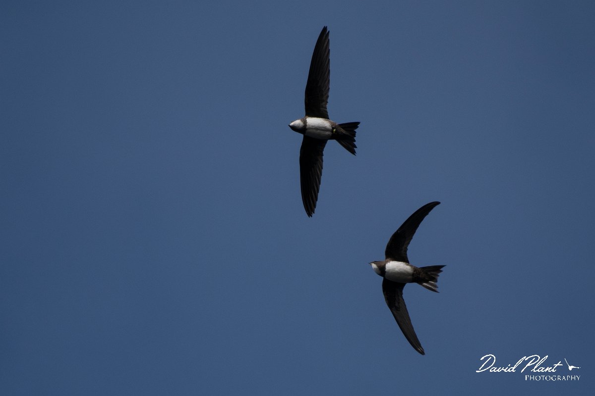 DPPhotography - Wildlife Photography - Bulgaria - Alpine swift - E.jpg - Alpine swift - Cape Kaliakra, Bulgaria