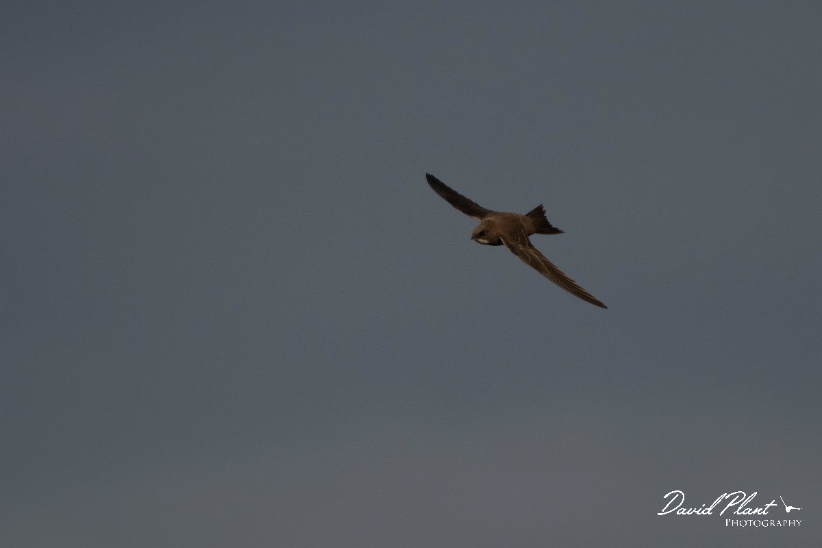 DPPhotography - Wildlife Photography - Bulgaria - Alpine swift - F.jpg - Alpine swift - Cape Kaliakra, Bulgaria
