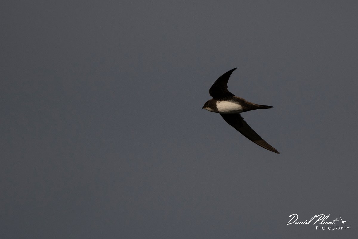 DPPhotography - Wildlife Photography - Bulgaria - Alpine swift - G.jpg - Alpine swift - Cape Kaliakra, Bulgaria