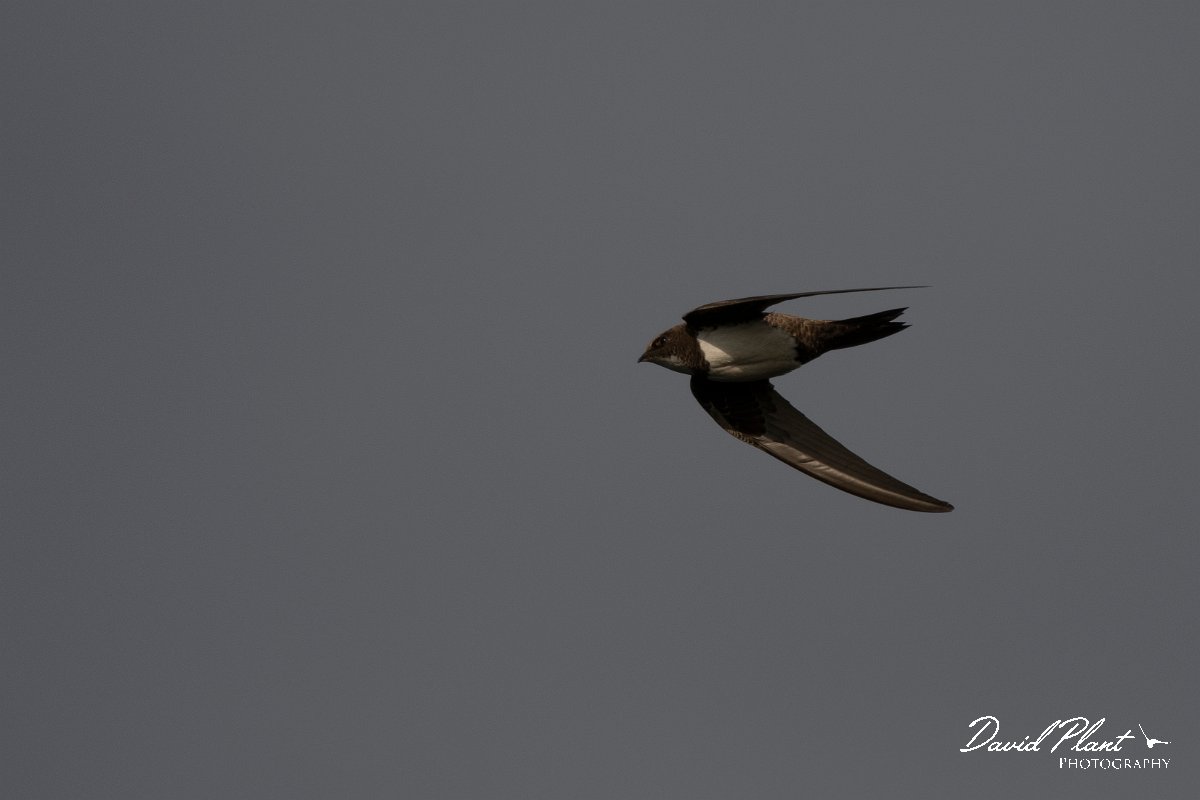 DPPhotography - Wildlife Photography - Bulgaria - Alpine swift - K.jpg - Alpine swift - Cape Kaliakra, Bulgaria