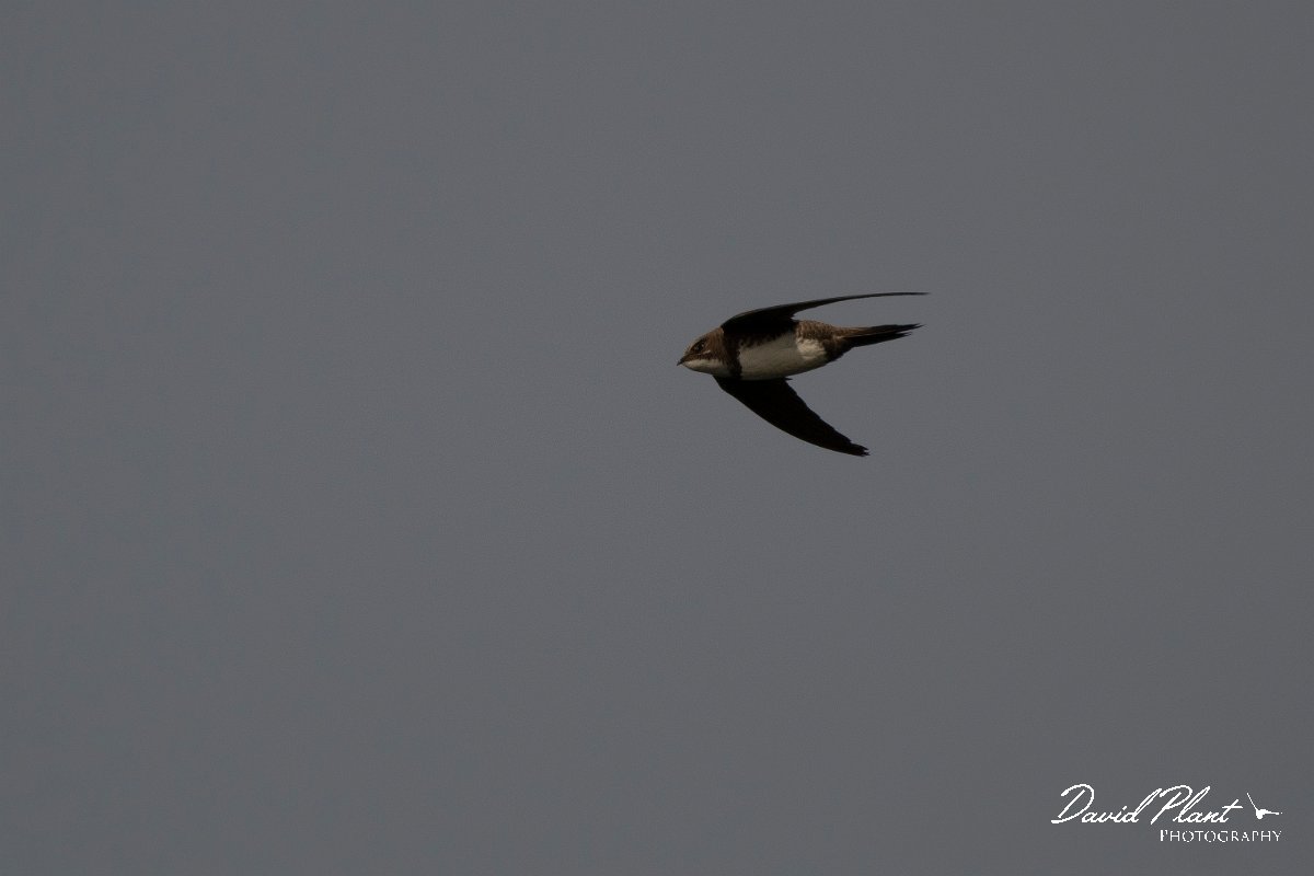 DPPhotography - Wildlife Photography - Bulgaria - Alpine swift - M.jpg - Alpine swift - Cape Kaliakra, Bulgaria