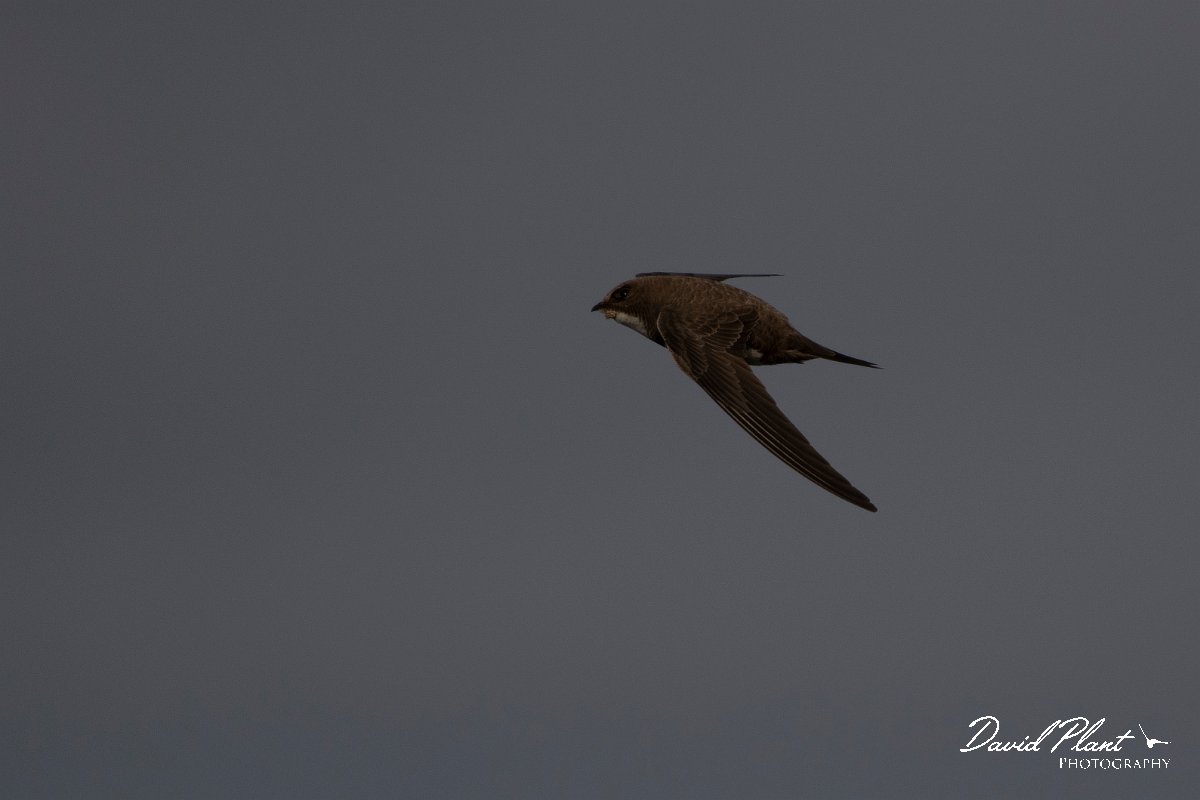 DPPhotography - Wildlife Photography - Bulgaria - Alpine swift - N.jpg - Alpine swift - Cape Kaliakra, Bulgaria