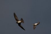 DPPhotography - Wildlife Photography - Bulgaria - Alpine swift - B